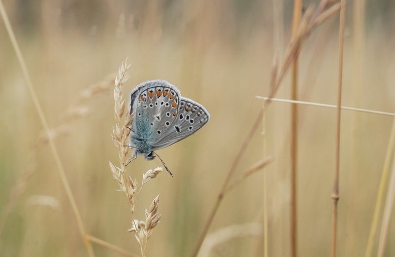 Quale Polyommatus?